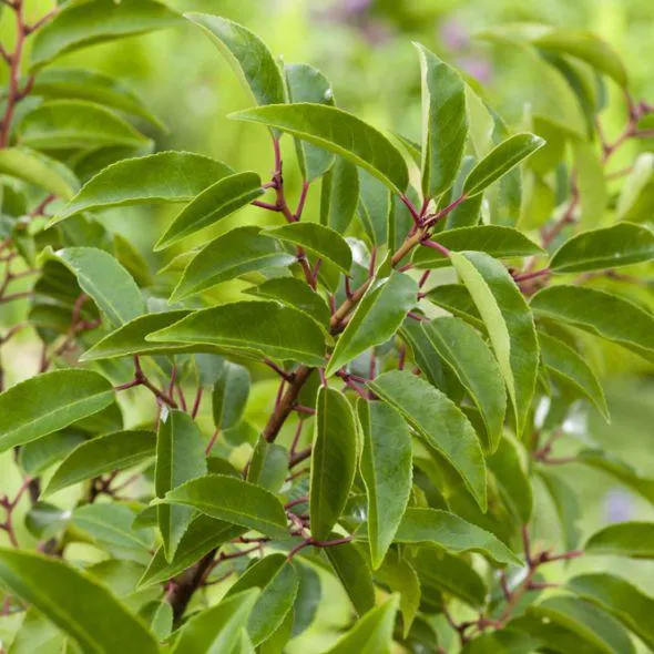 Laurier du Portugal 'Angustifolia'
