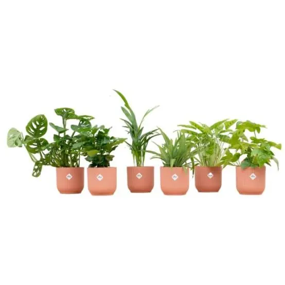 Box surprise 6 plantes d'intérieur et pots elho Vibes rose 30cm - Plante d'intérieur- La Green Touch