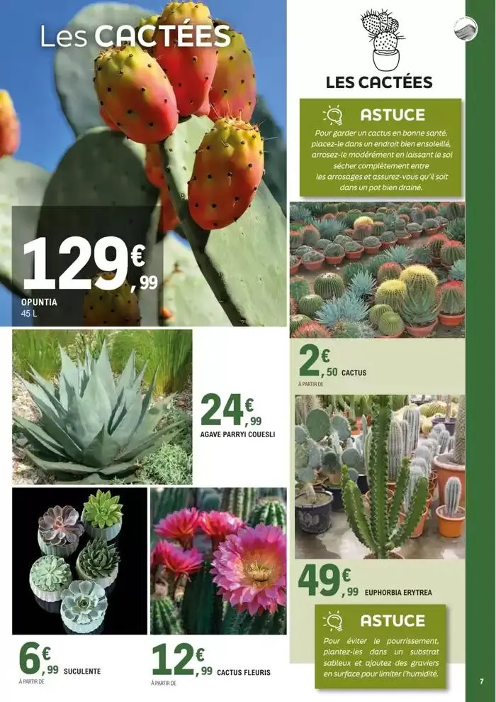 plantes méditerranéennes du 8 avril au 4 mai 2025 - Catalogue page 7