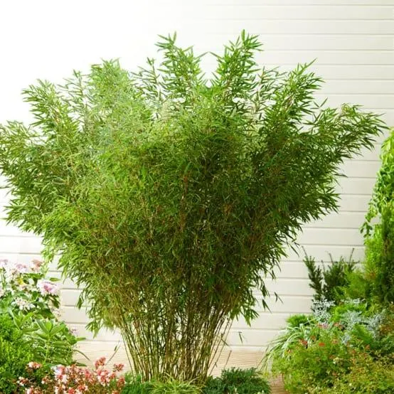 Bambou moyen : Fargesia 'Pingwu'