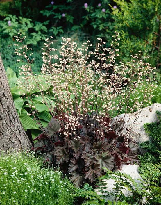 Weigela 'Ebony And Ivory'®