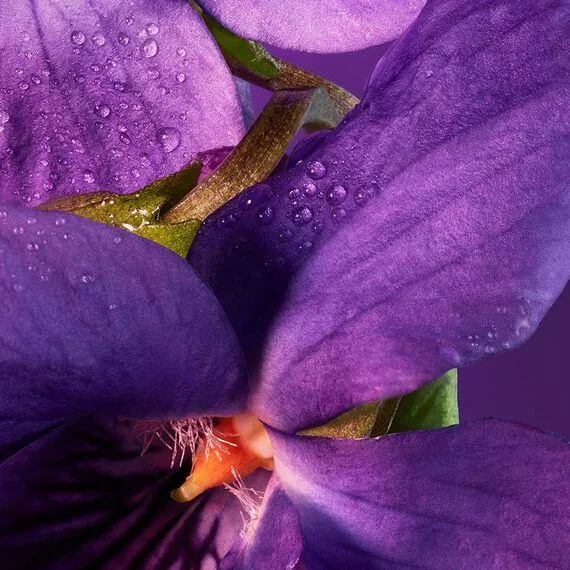 INSOLENCE - EAU DE PARFUM