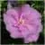 Hibiscus syriacus 'Lavender Chiffon'