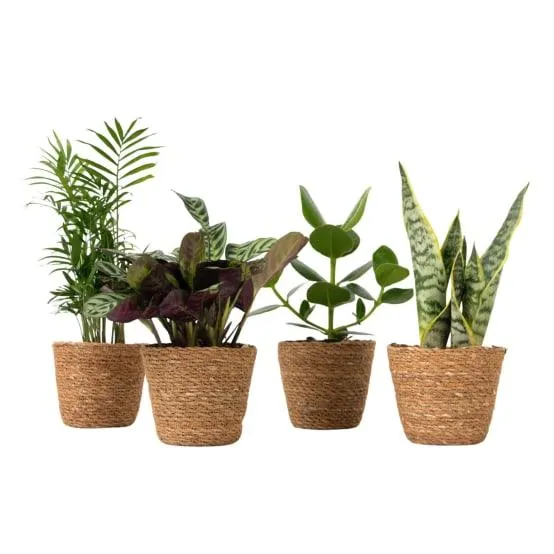 Plantes d’intérieur faciles - Lot de 4 avec panier - Hauteur 25-40cm - ⌀12cm
