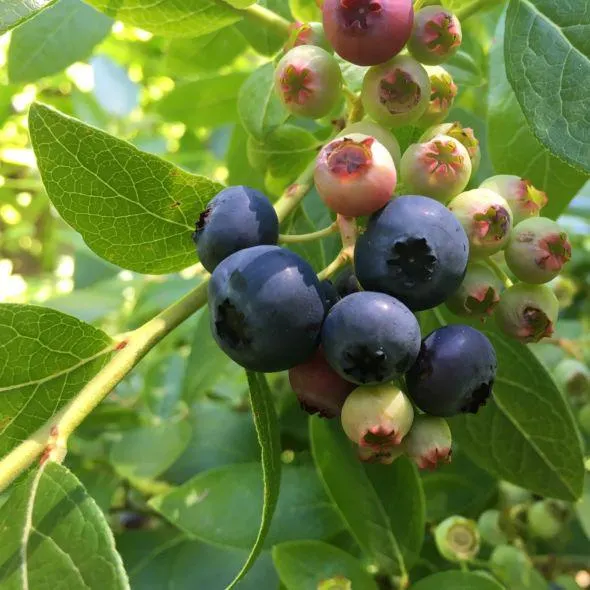 Myrtille arbustive à gros fruits