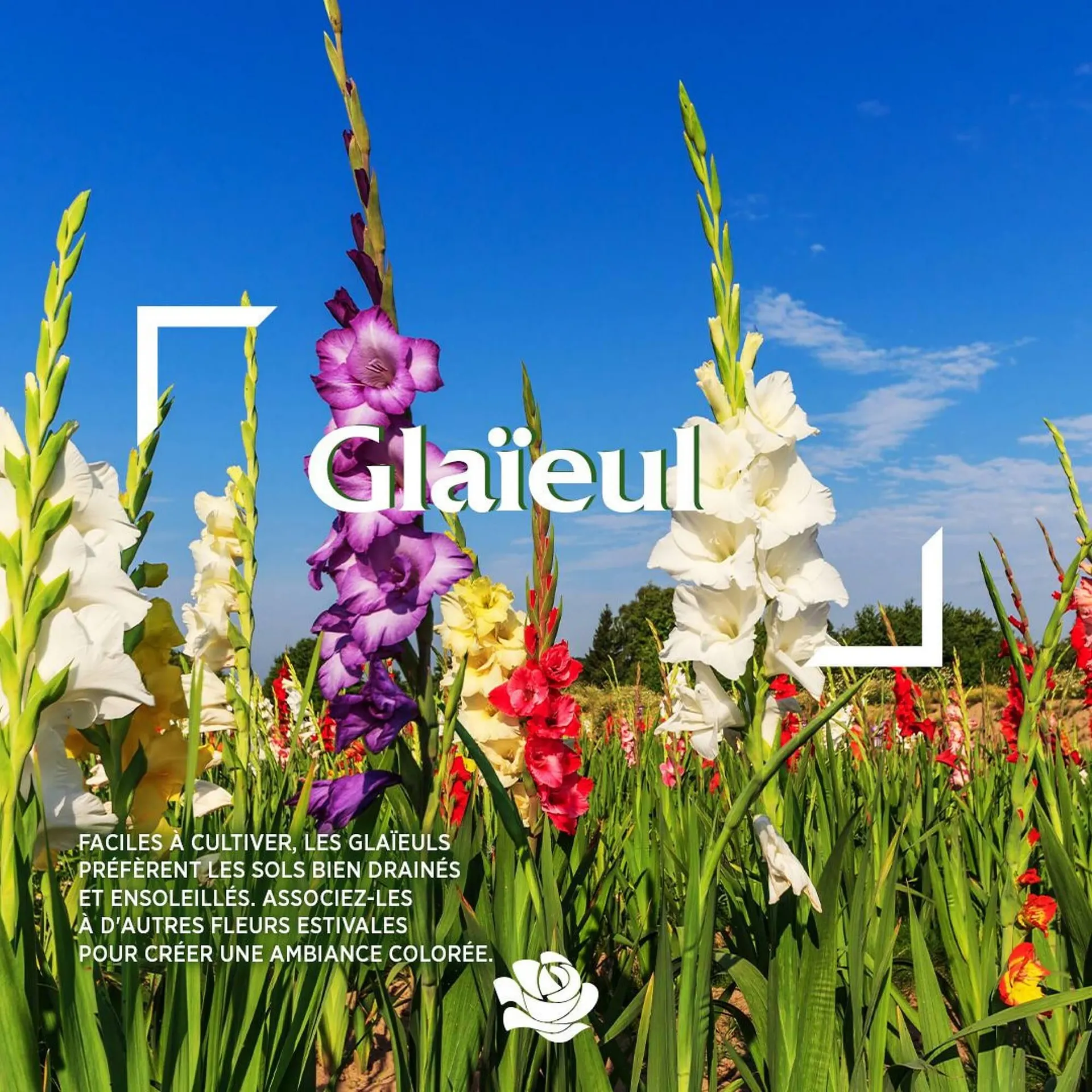 Catalogue Delbard - 1