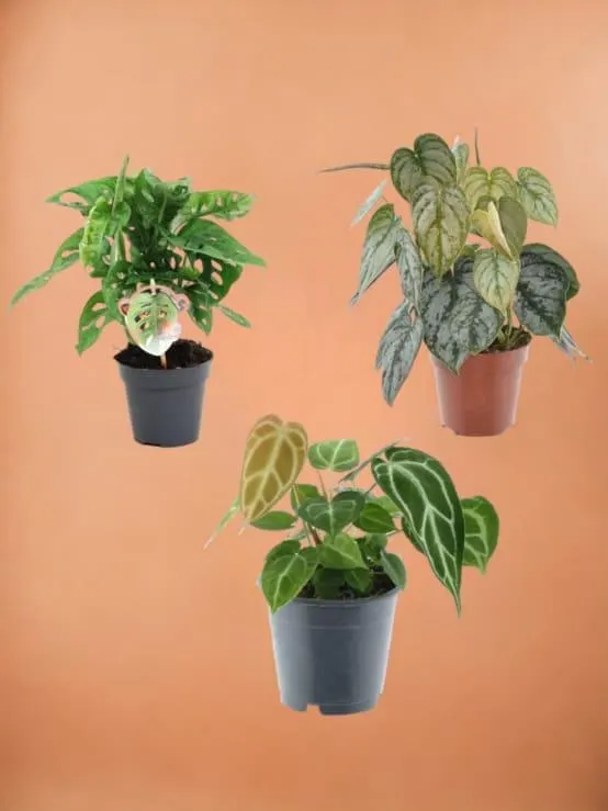 Coffret trio plantes rares h25cm- La Green Touch