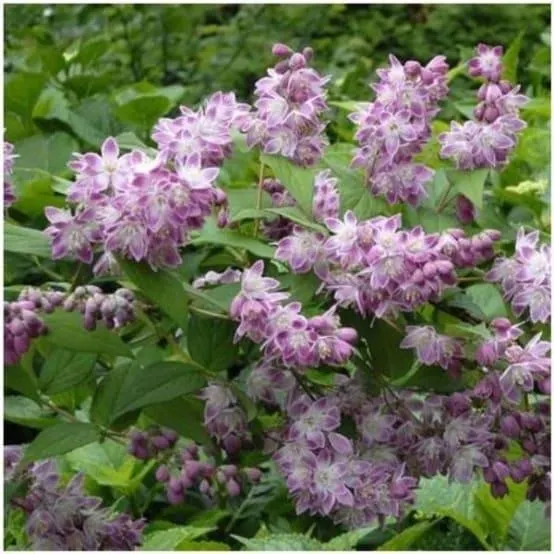 Deutzia 'Perle Rose'