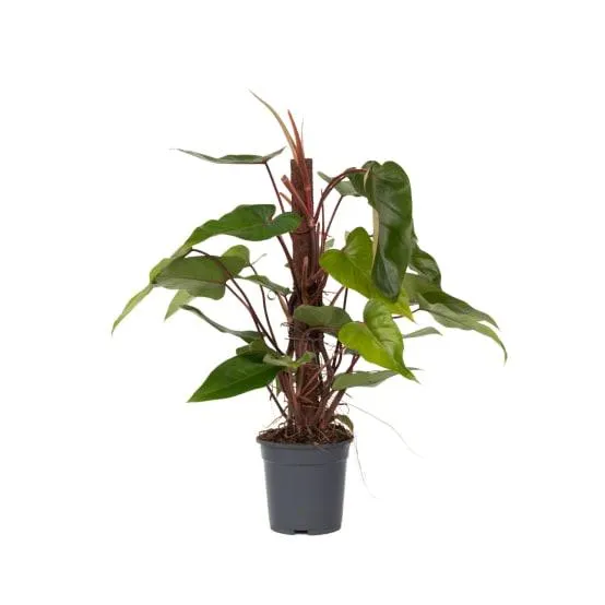 Plante verte - Philodendron Red Emerald Kratiste - Hauteur 70-80cm - ⌀19cm