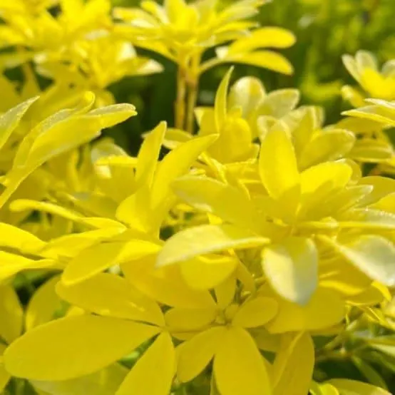 Oranger du Mexique 'Sundance' (Choisya ternata 'Sundance') - Godet - Taille 13/25cm - Pépinières Naudet