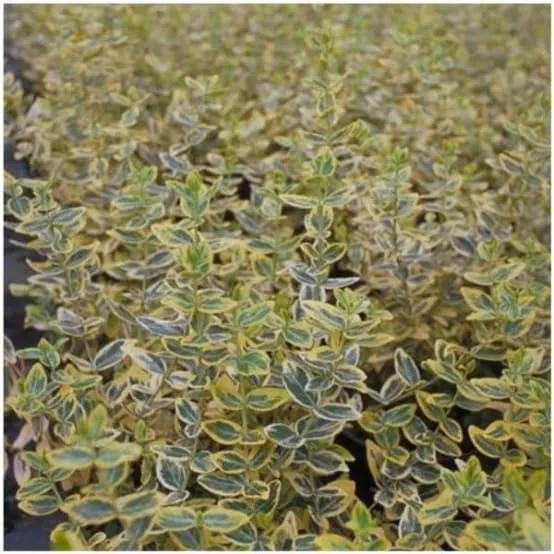 Fusain fortunei 'Emerald and Gold'