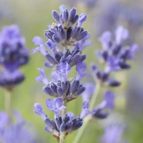 Lavande officinale Munstead - Lavande vraie