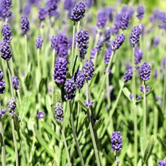 Lavande officinale Hidcote blue - Lavande vraie