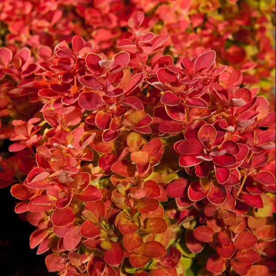Berberis Orange ice