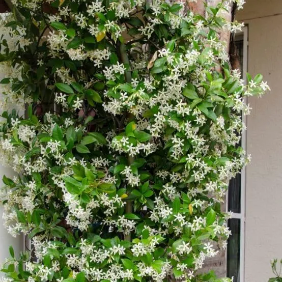 Trachelospermum jasminoides - Jasmin étoilé