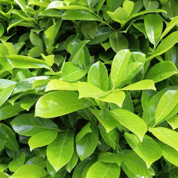 Laurier palme 'Rotundifolia'