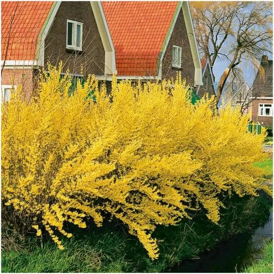 Forsythia 'Lynwood gold'
