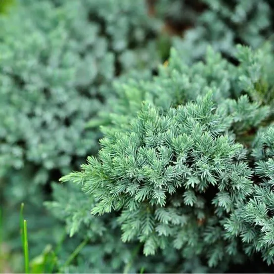 Genévrier 'Blue Star'
