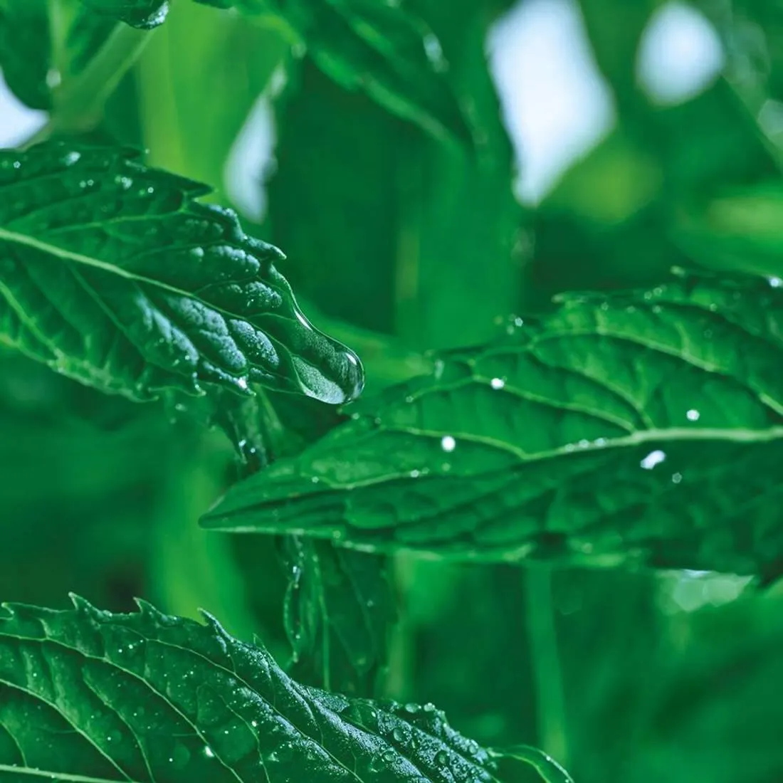 Lotion poudrée matifiante - Pure Menthe