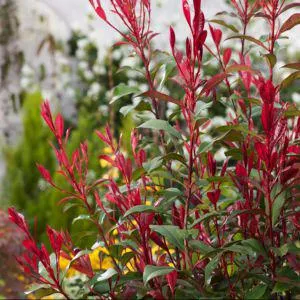 Photinia Carré Rouge