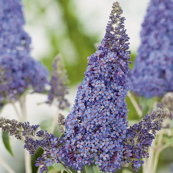 Arbre aux papillons 'Lochinch'