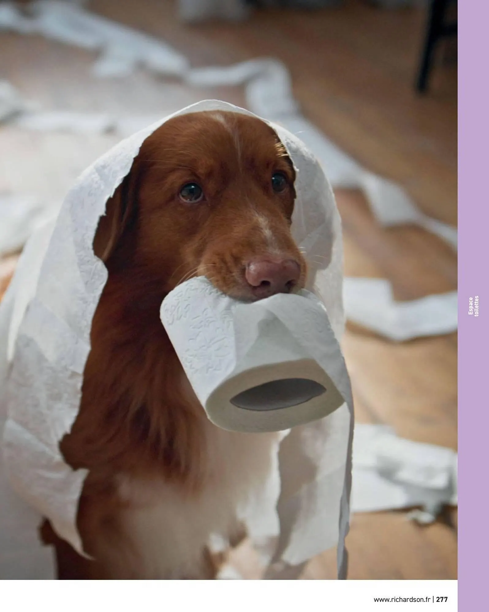 Catalogue Richardson du 11 avril au 31 décembre 2025 - Catalogue page 279