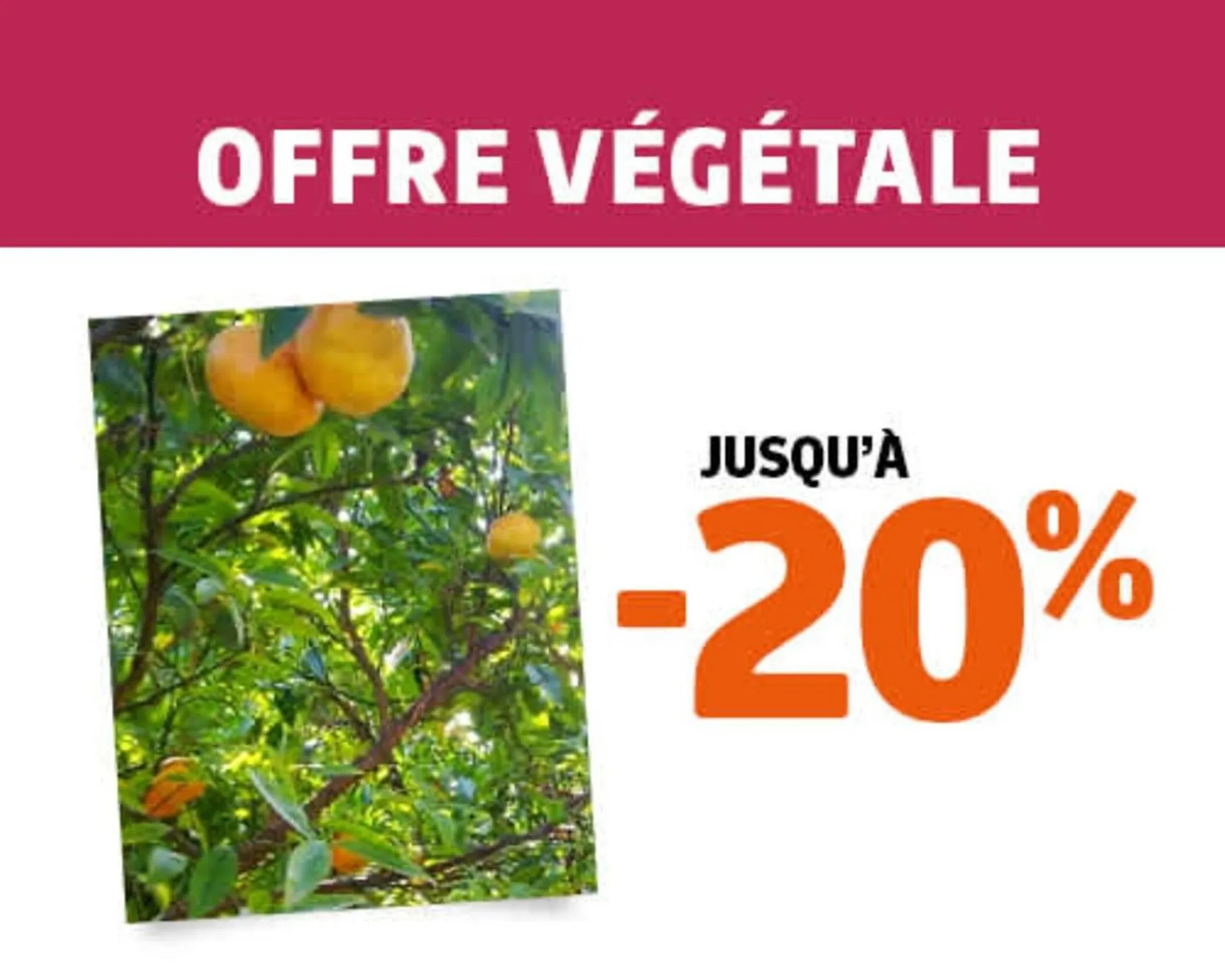 Catalogue Jardiland du 30 décembre au 7 janvier 2026 - Catalogue page 4