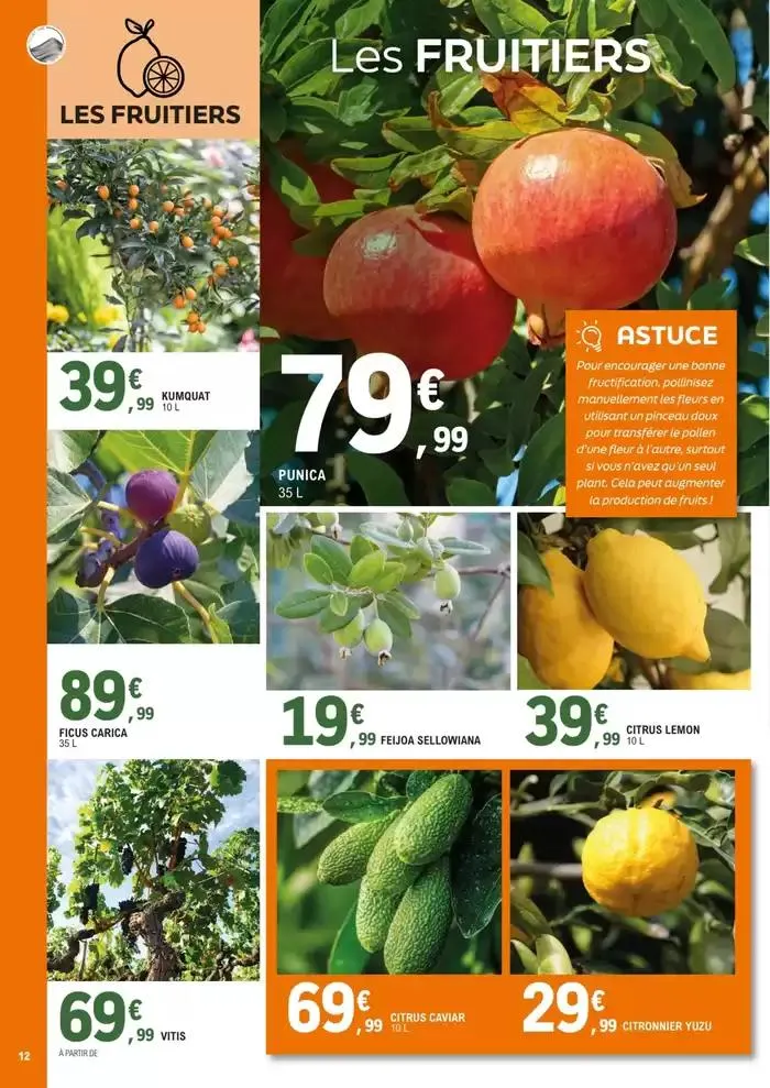 plantes méditerranéennes du 8 avril au 4 mai 2025 - Catalogue page 12