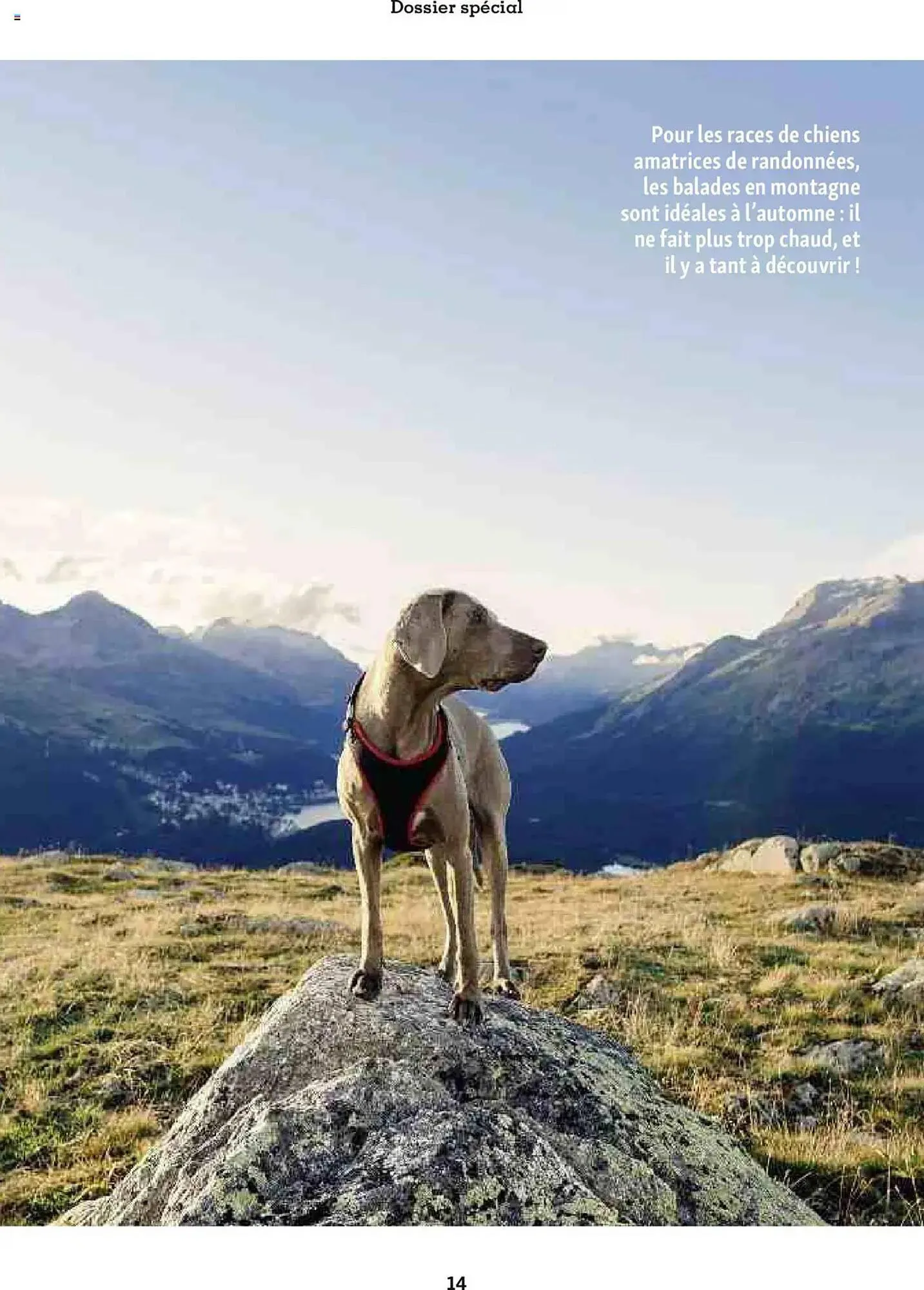 Catalogue Maxi Zoo du 1 octobre au 20 novembre 2025 - Catalogue page 14