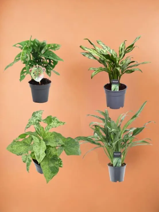 Coffret 4 plantes dépolluantes rares- La Green Touch