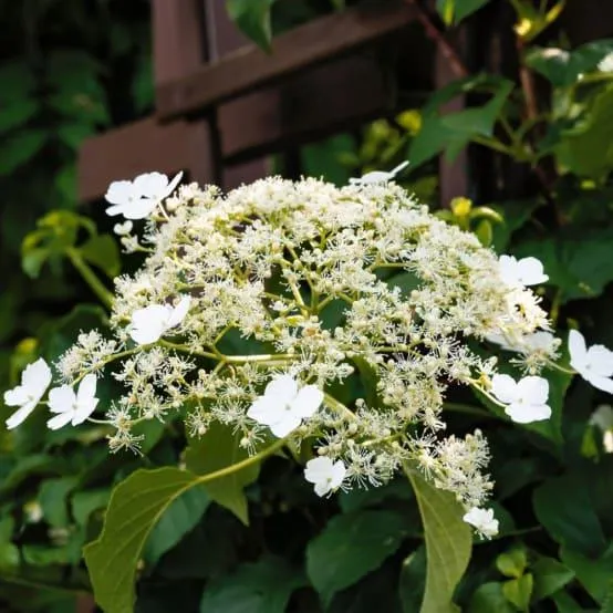 Hortensia grimpant - Hydrangea Petiolaris
