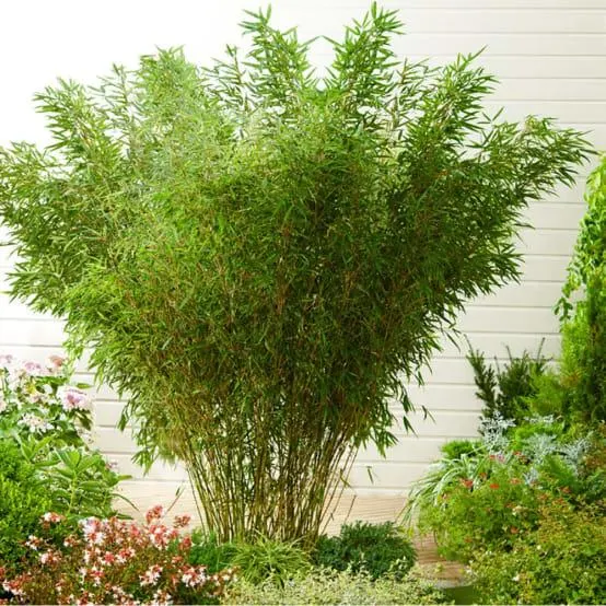 Bambou non traçant : Fargesia robusta 'Pingwu'