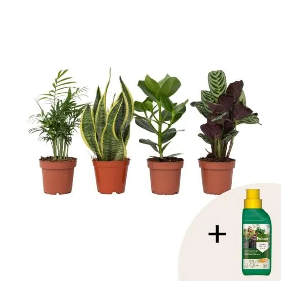 Mélange de plantes faciles d'entretien - Set de 4 - Hauteur 25-40cm - ⌀12cm