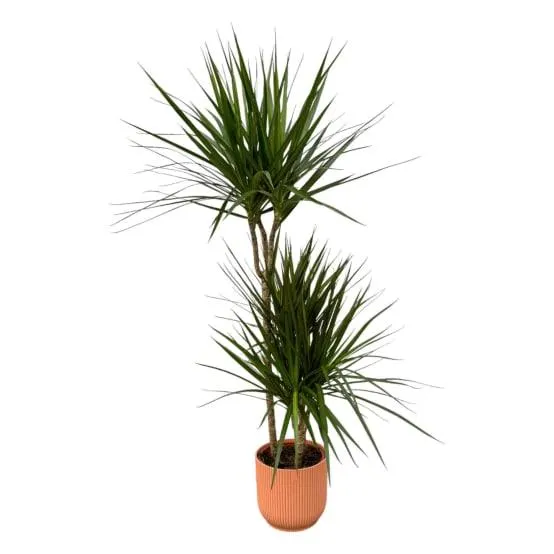Dracaena Marginata et son pot- La Green Touch Rose - Hauteur 120cm
