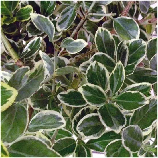 Fusain du japon 'Bravo'