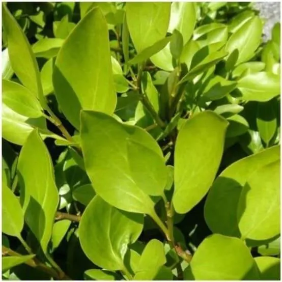 Griseline du littoral