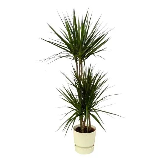 Dracaena Marginata et son pot- La Green Touch Blanc avec reservoir - Hauteur 120cm