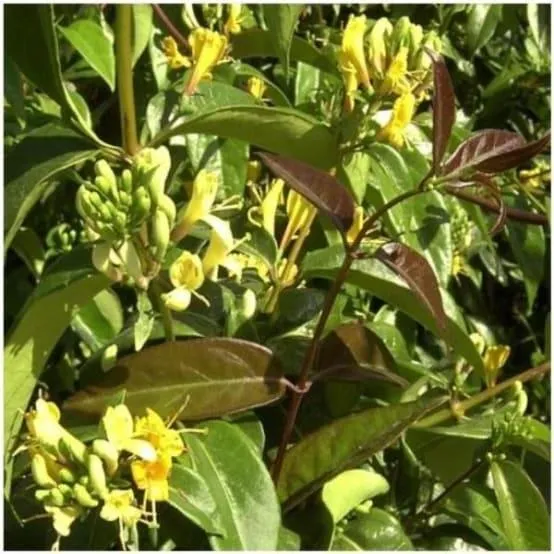 Chèvrefeuille henryi 'Copper Beauty®'