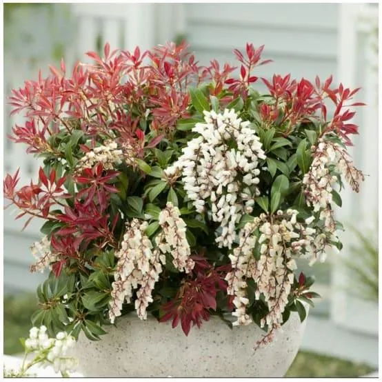 Pieris 'Mountain Fire'