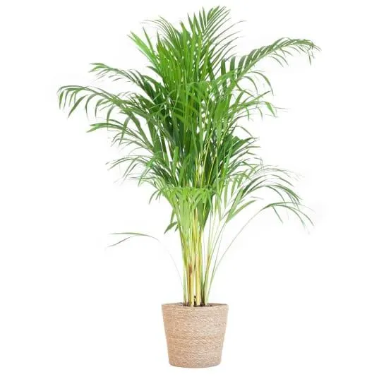 Palmier Areca et son pot- La Green Touch Panier naturel - Hauteur 100cm