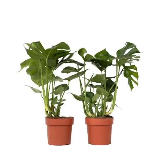 Plante à trous - Set de 2 - Monstera deliciosa - Hauteur 70-80cm - ⌀21cm