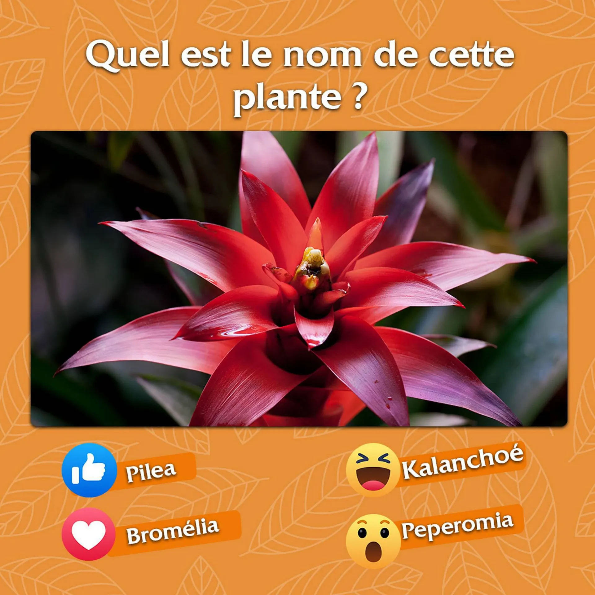 Catalogue Delbard du 20 novembre au 27 novembre 2023 - Catalogue page 1