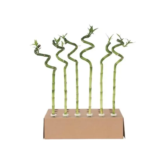 Lucky Bamboo - Set de 6 - Dracaena sanderiana - Hauteur 40-50cm - ⌀2cm