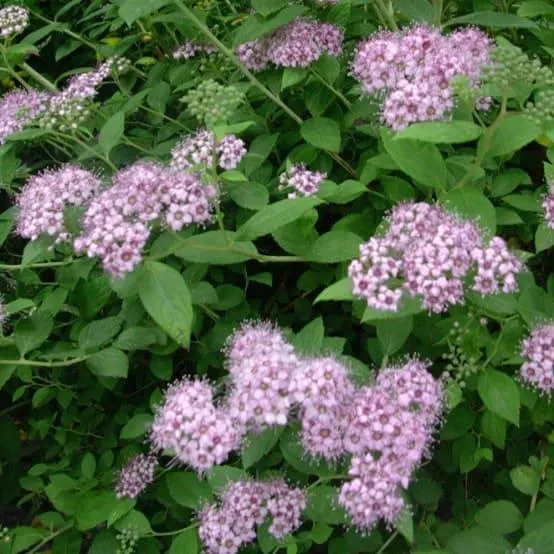 Spirée du Japon 'Little princess'