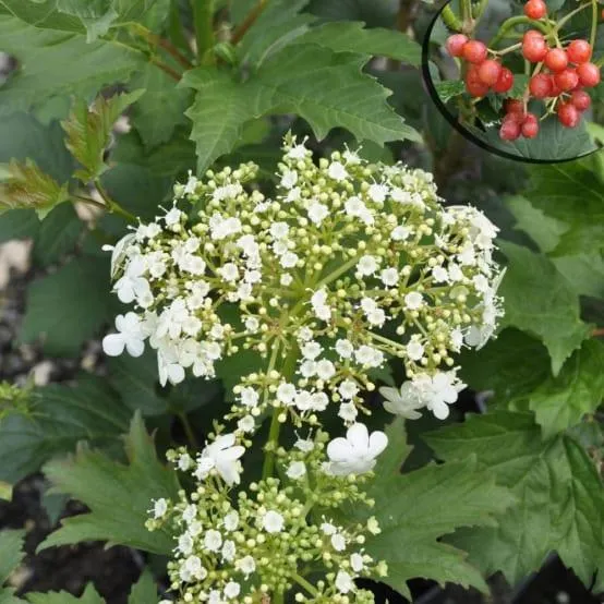 Viorne boule de neige 'Compactum'