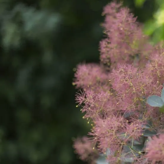 Arbre à perruques 'Grace'
