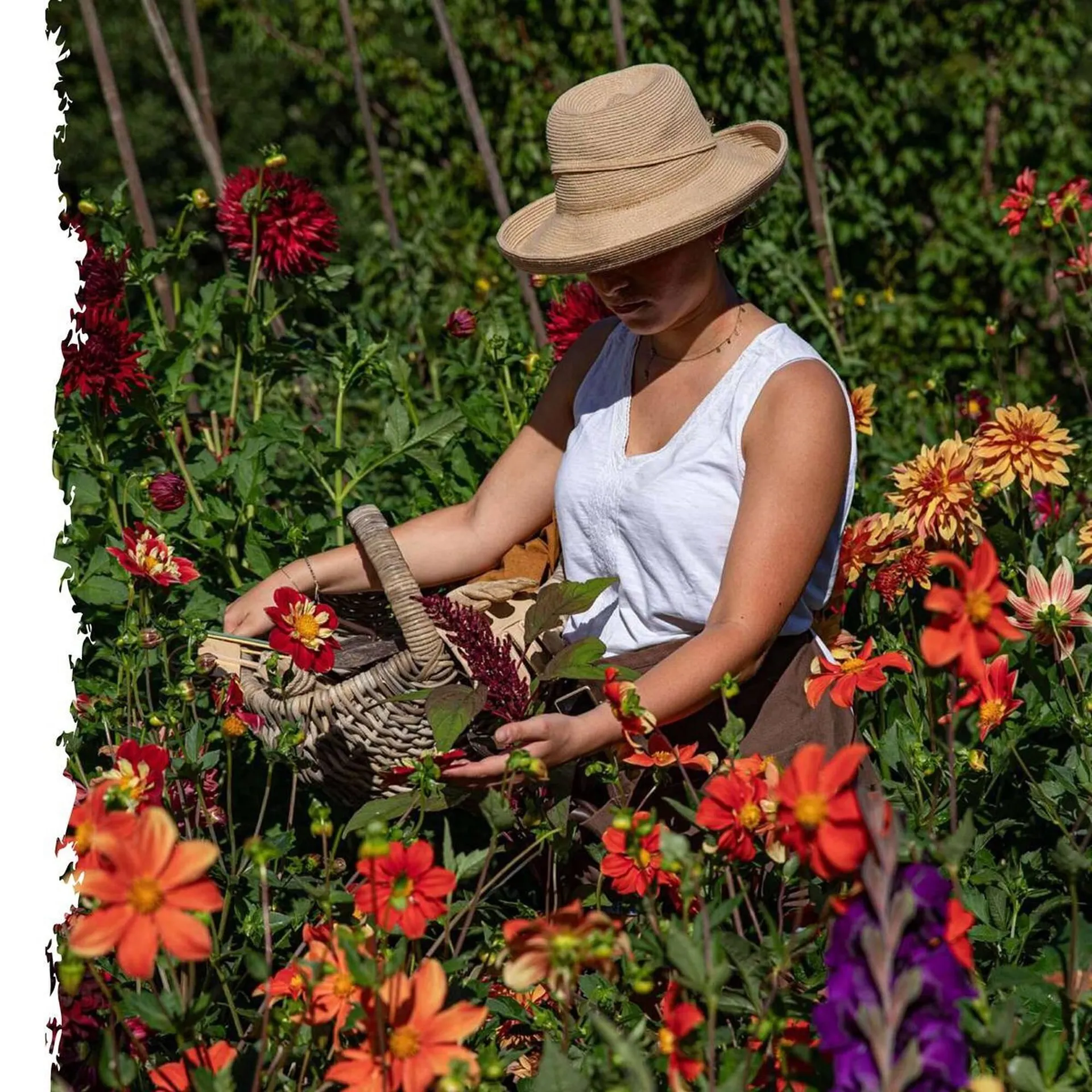 Catalogue Botanic du 4 juin au 1 novembre 2025 - Catalogue page 7