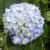 Hortensia Ankong bleu