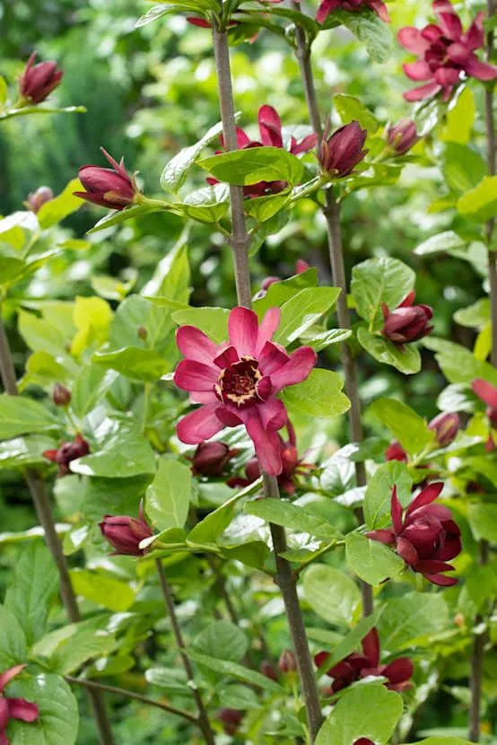 CALYCANTHUS 'Aphrodite' - Arbre aux anémones