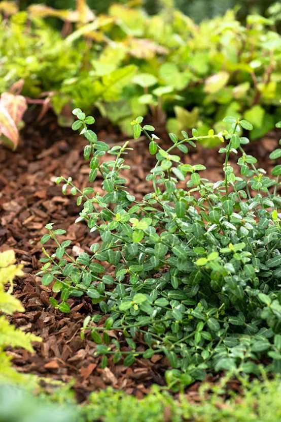 Euonymus fortunei 'Minimus' - Fusain